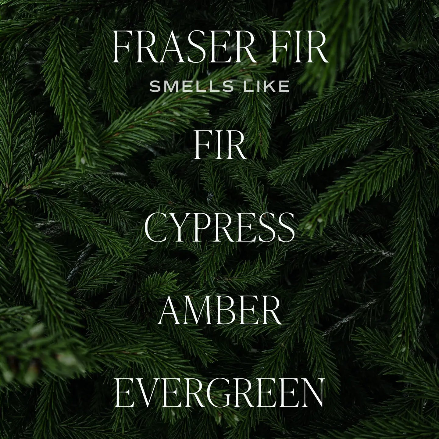 Fraser Fir Car Freshener