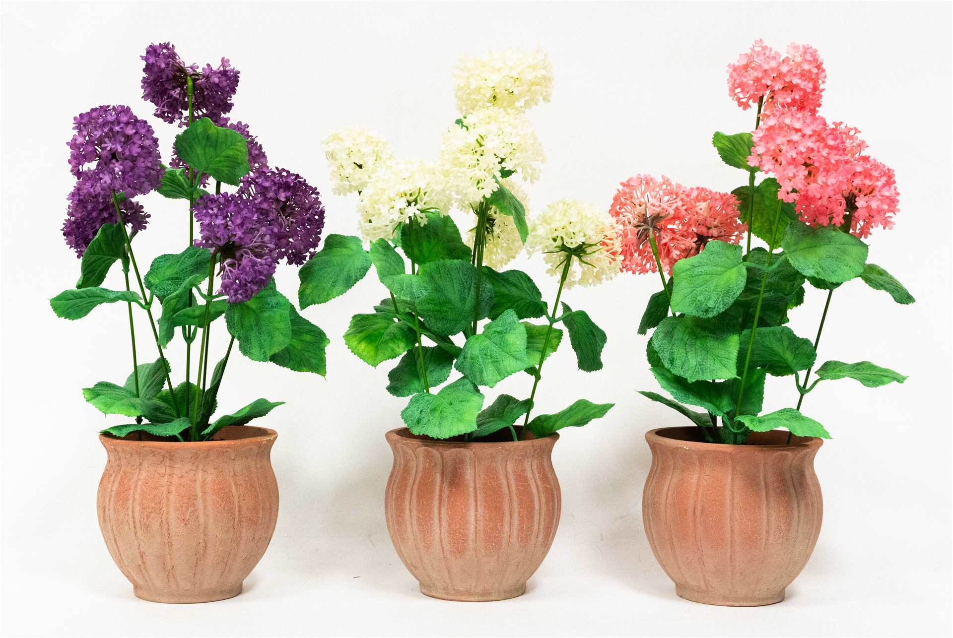 Plant in Terra Cotta Pot