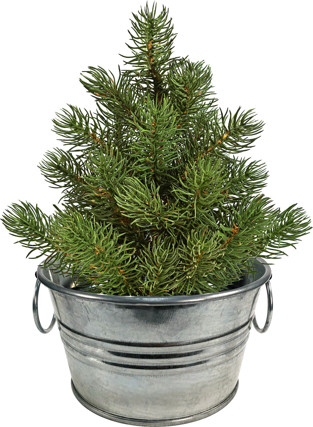 Grow Your Own Tree - Pine